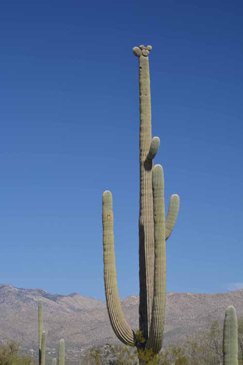tall saguaro
